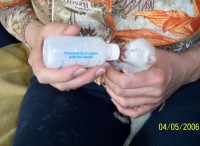 /album/fotogalerie-miezekatzen/a100-0404-1-jpg/